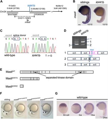 Deficiency of mastl, a mitotic regulator, results in cell detachment from developing tissues of zebrafish embryos